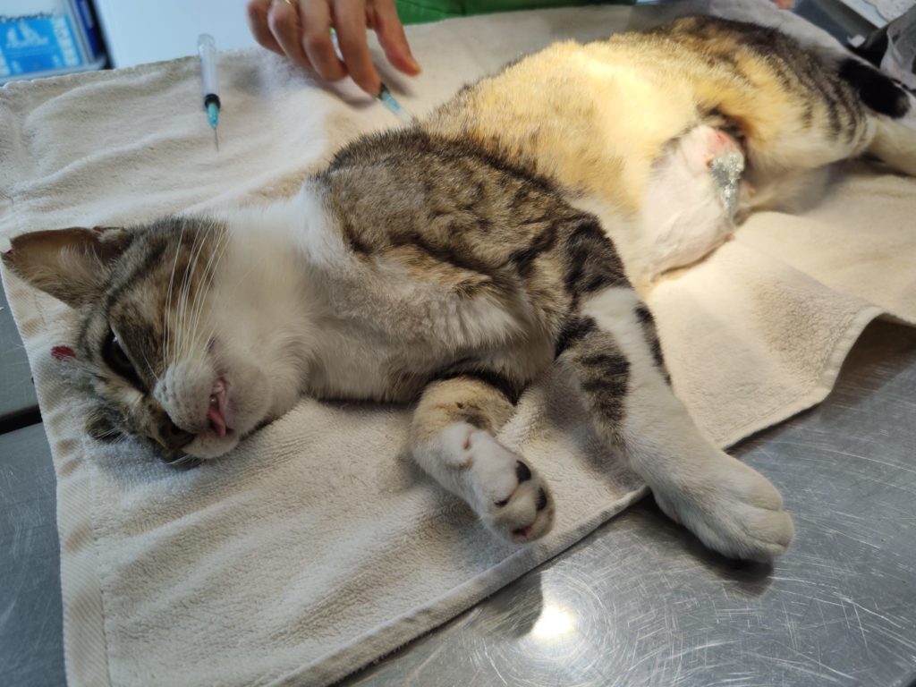 Kastrationshilfe 2025