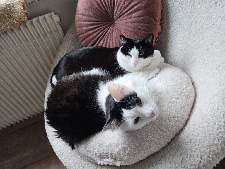 Happy End Nando und Jesus