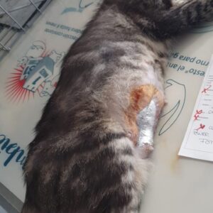 Kastrationshilfe 2026