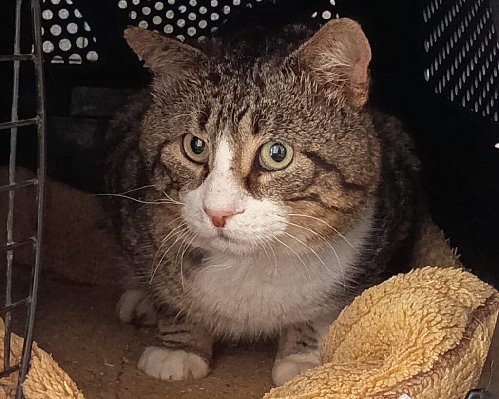 Notfellchen Felvie Ragnar