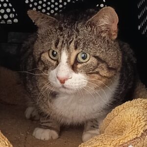 Notfellchen Felvie Ragnar