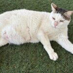 Lysator - verletzt durch einen Hunde-Angriff