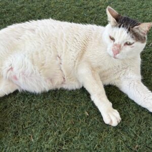 Lysator - verletzt durch einen Hunde-Angriff