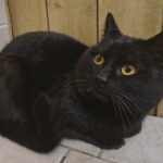 Neue Namenspatenschaft April-01