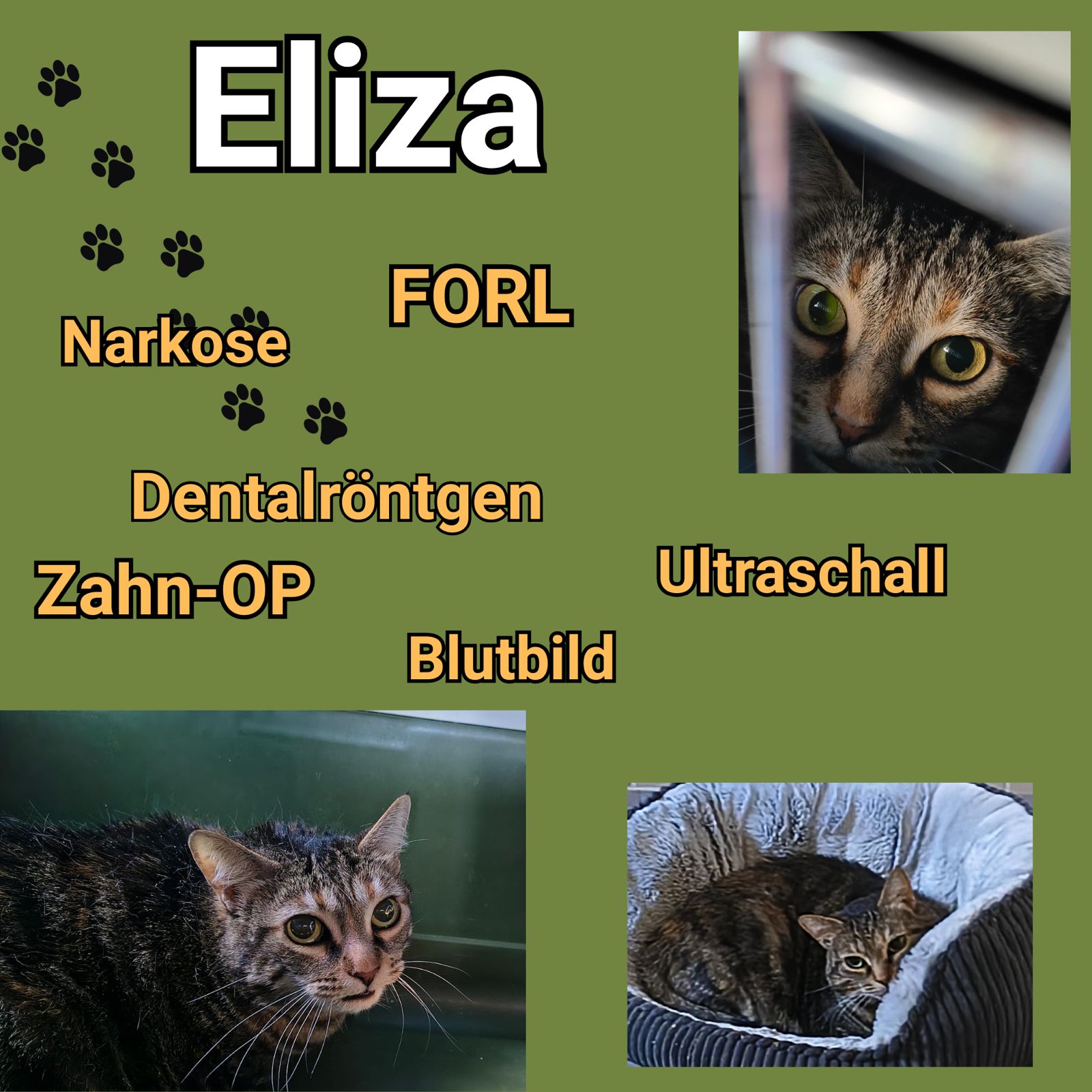 Notfellchen Eliza brauchte einen großen Check mit Zahnop